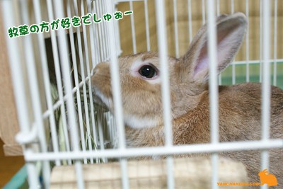 牧草の方が好きでしゅ