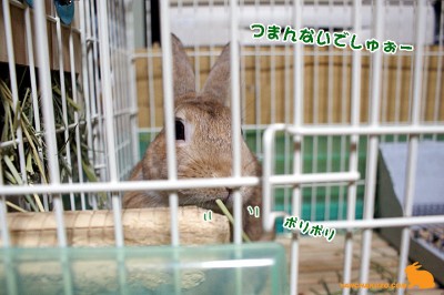 つまんないから・・・