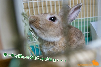 食っちゃ寝？
