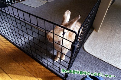 choco留守番したでしゅ