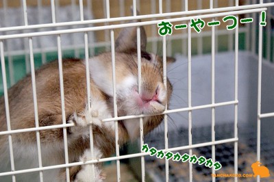 おーやーつー おーやーつー