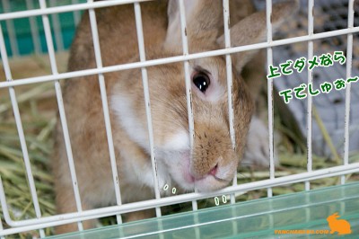 下からでしゅ 下からでしゅ