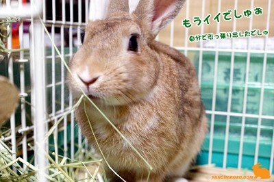 もうイイでしゅ もうイイでしゅ