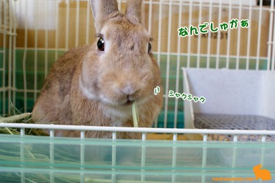 なんでしゅかぁ