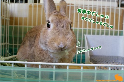 食事中でしゅぉ