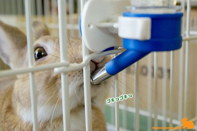 ゴキュゴキュ♪