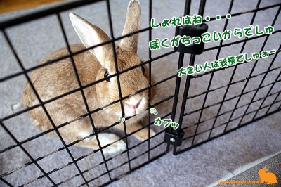 しょれはでしゅね・・・