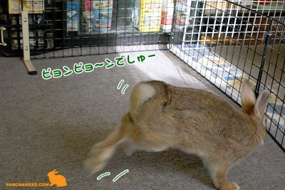 ピョンピョ～ンでしゅー