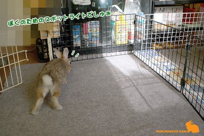 スポットライトでしゅぉ