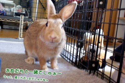 chocoお友だちと chocoお友だちと