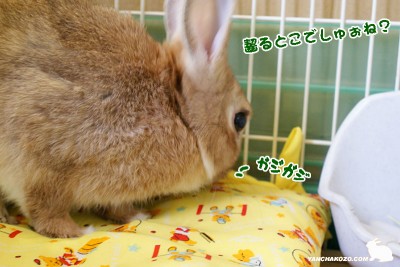 齧るとこ 齧るとこ