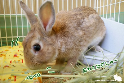 忘れてたでしゅ 忘れてたでしゅ