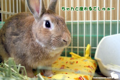 座れるでしゅぉ 座れるでしゅぉ