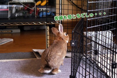 choco視線を感じるでしゅ