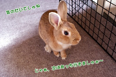 choco気のせい？