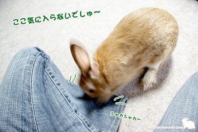 ここ気に入らないでしゅ