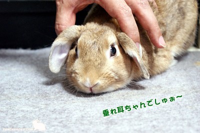 垂れ耳ちゃんでしゅぉ