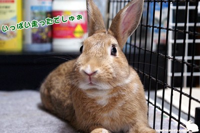 いっぱい走ったでしゅぉ
