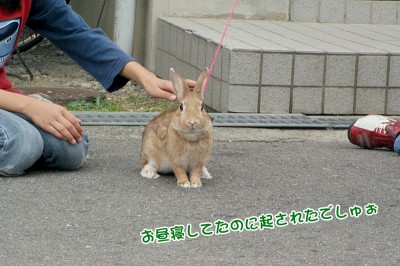 choco寝ぼけてる?