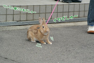 chocoイヤでしゅ~