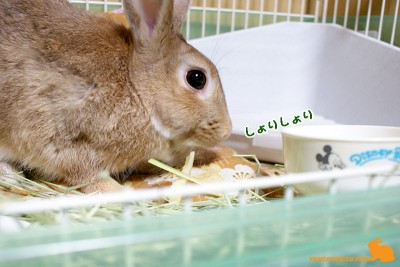 お皿いらない