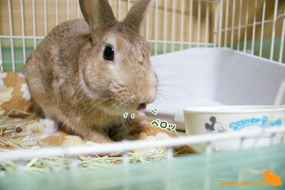 お口ぺロッ