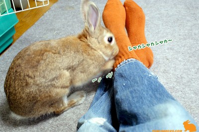 シャカシャカシャカ～