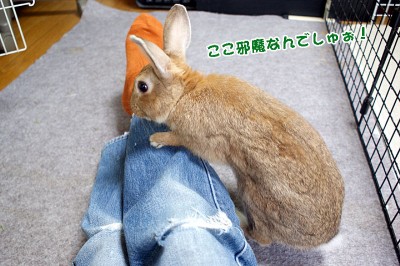 邪魔なんでしゅぉ