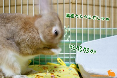 高速クシクシ