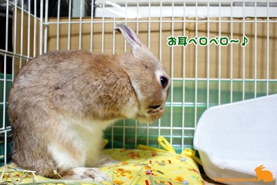 お耳もペロペロ