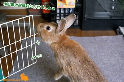 chocoお出掛け前は匂い付け