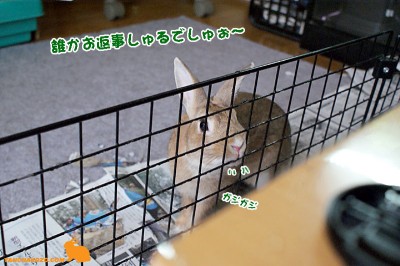 choco返事してくだしゃいぉ