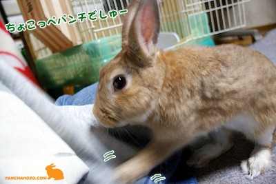 ちょこっぺパンチ