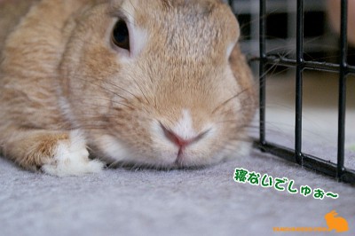 寝ないでしゅぉ