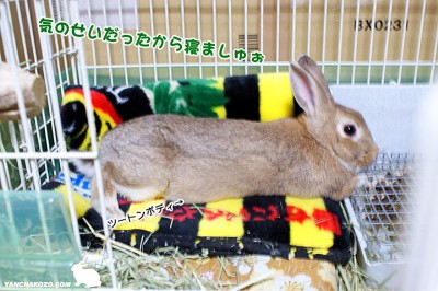 choco気のせいだったでしゅ