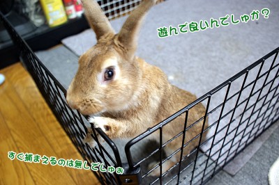 choco遊んで良いでしゅか？