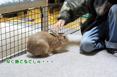choco撫でるでしゅ