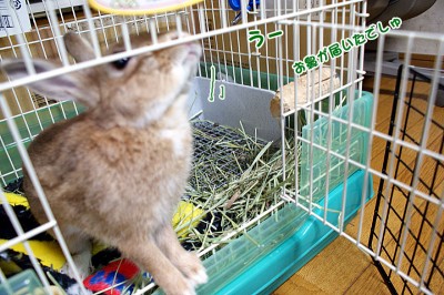 chocoお鼻が・・・ chocoお鼻が・・・