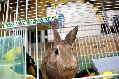 choco寝てるでしゅか? choco寝てるでしゅか?