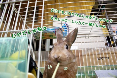 chocoイヤでしゅねぇ chocoイヤでしゅねぇ