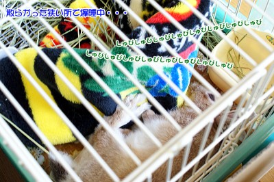 choco鳥じゃないでしゅ