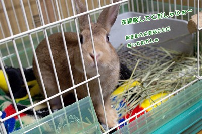 choco掃除してくだしゃいぉ