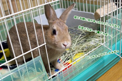 choco何故でしゅかねぇ