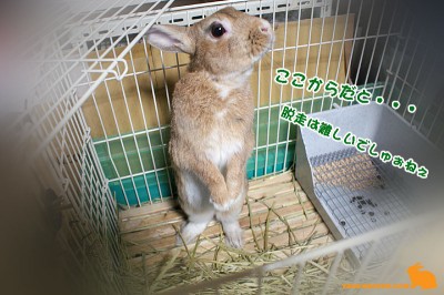 脱走してみる？