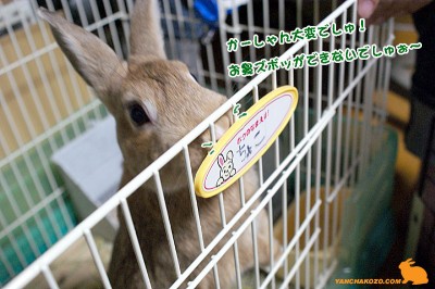鼻ズボッできないでしゅぉ