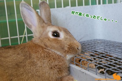 枕が・・・