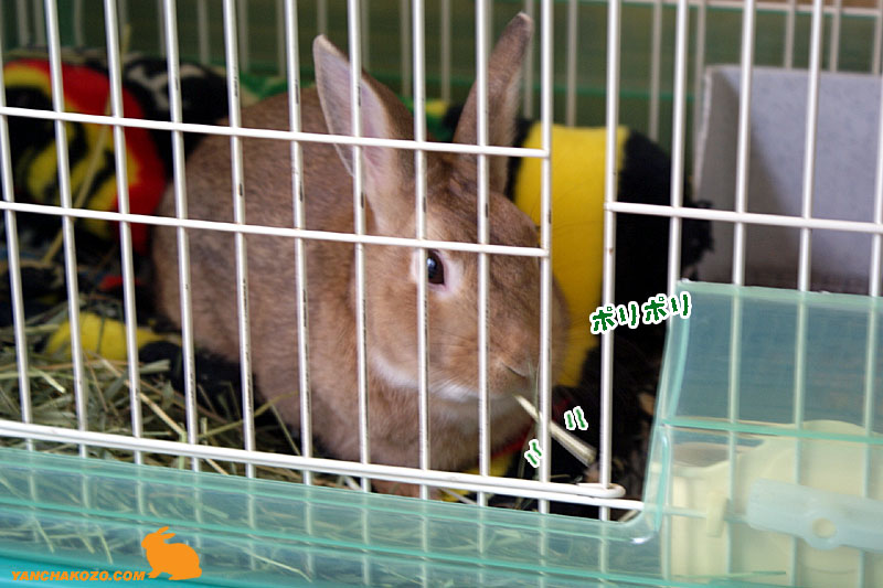 choco少し食欲戻る choco少し食欲戻る