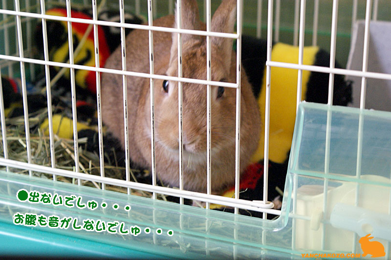 choc食べれないでしゅぉ choc食べれないでしゅぉ
