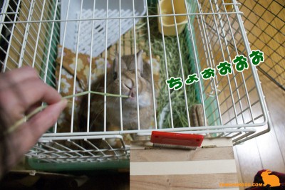 ちょぉぉぉぉぉ