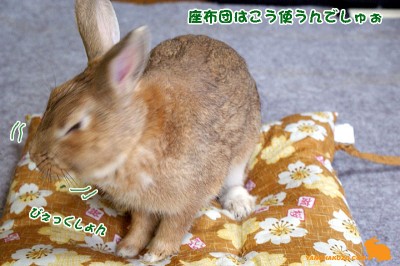 こう使うんでしゅぉー